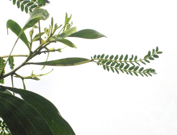 这是相思树一类(acacia),一般比较常见的就是台湾相思(acacia