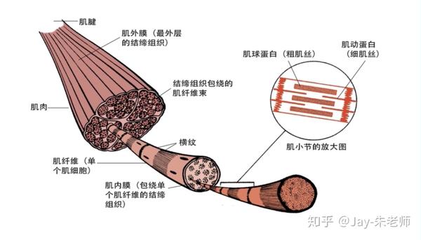 覆有的结缔组织 ·肌内膜:每条肌纤维表面覆有的结缔组织 ·肌束膜