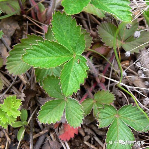 两种新疆野生草莓野草莓与绿草莓