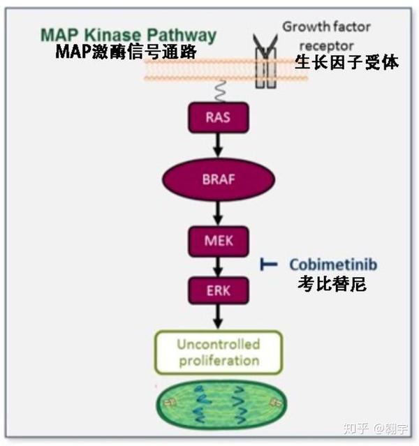 imblaze370研究失败:阿特珠单抗联合考比替尼未能跨过