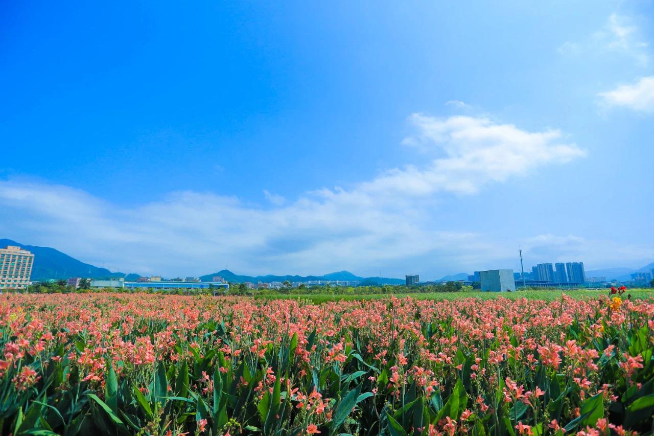 坪山河的治理和养护,才有了这一日当中,人们在岸边,在湿地公园里闲庭