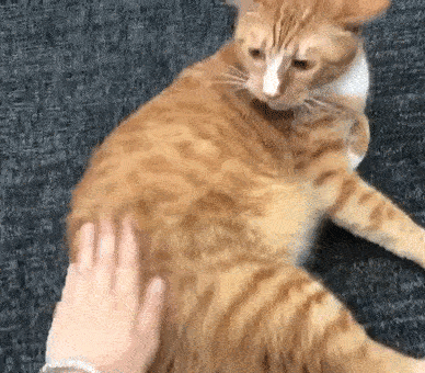 猫咪咬人怎么办?3步应对玩耍性攻击