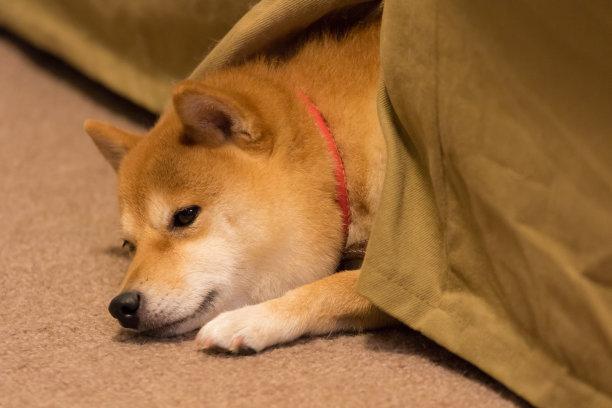 柴犬一定要大脑袋才好看吗品相好的柴犬对五官有什么要求