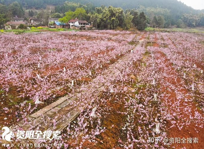 桃花朵朵开雁江等你来桃花节活动在九曲禾川心语