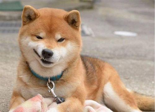 求类似的柴犬壁纸?