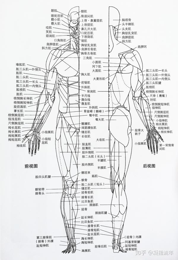 坚持学画:人体结构——肌肉