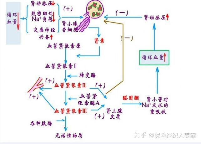 解析什么是慢性肾衰5分钟了解肾脏功能以及保险的实际运用