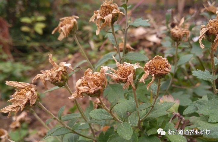 如何挽救发蔫枯萎的花草?这样处理,还能救活它!