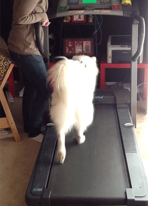 当然,你可以跟你的宠物们做点有意思的事: 以上图片仅供大家一乐.