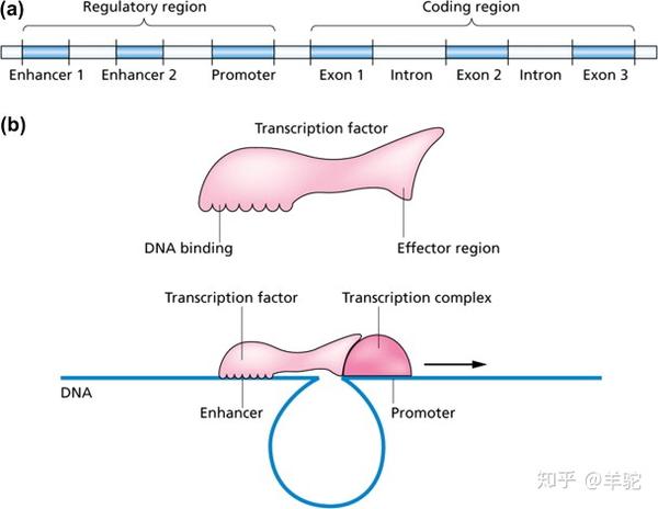 a) 典型的基因结构 b) 转录因子的操作 (from slack 2012).