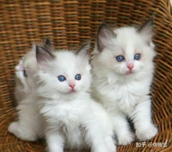 海豹双色布偶猫能生出重点色布偶猫吗