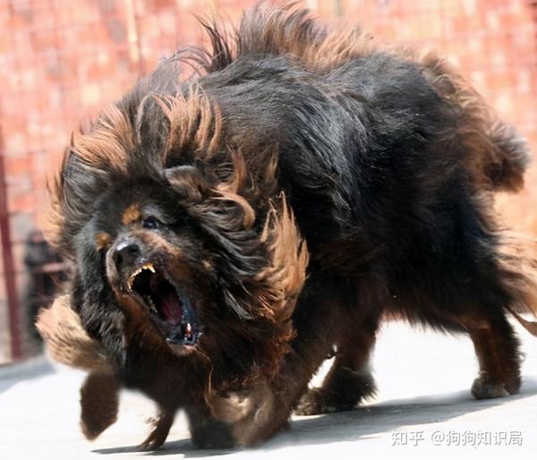 莱州红犬