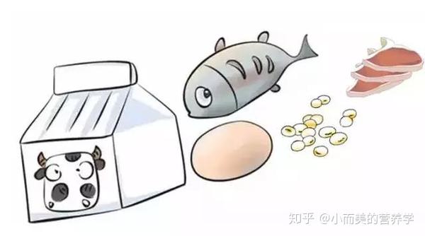 营养师常说的"优质蛋白"从哪些食物中可以获取?