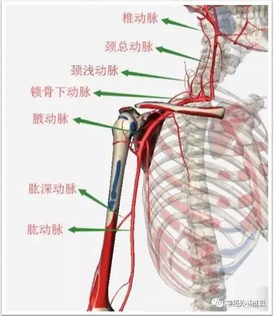 左侧锁骨下动脉起自主动脉弓,右侧起自无名动脉左右一样,均向肩部走行