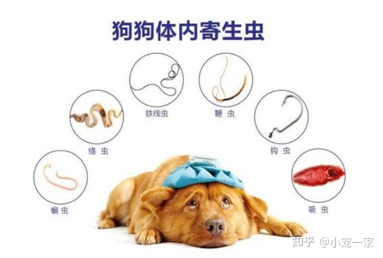 养狗,给狗狗驱虫这是不能忽略,一定要定期帮狗狗做好这个工作.