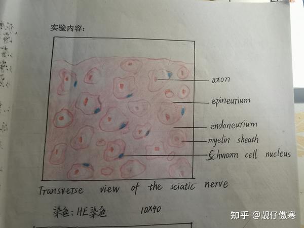 以下为组织学与胚胎学观察切片后的红蓝铅笔绘图,供医学生参考使用 1