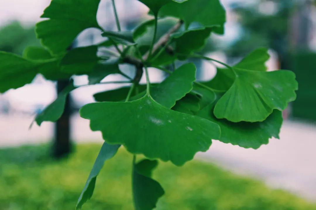 墨绿色的夏天超吸睛的银杏植物印象馆no00015