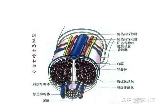 关于改变自己的丁丁大小那些你不得不知道的事儿