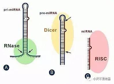 miRNA 从头预测 miRDeep2基于pre miRNA二级结构的预测 知乎