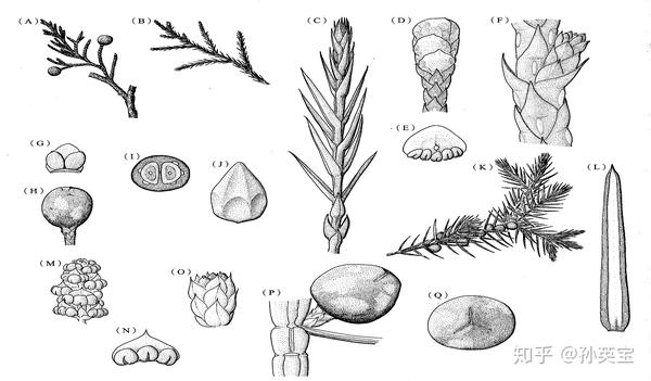 科学绘画裸子植物的家族成员之柏科