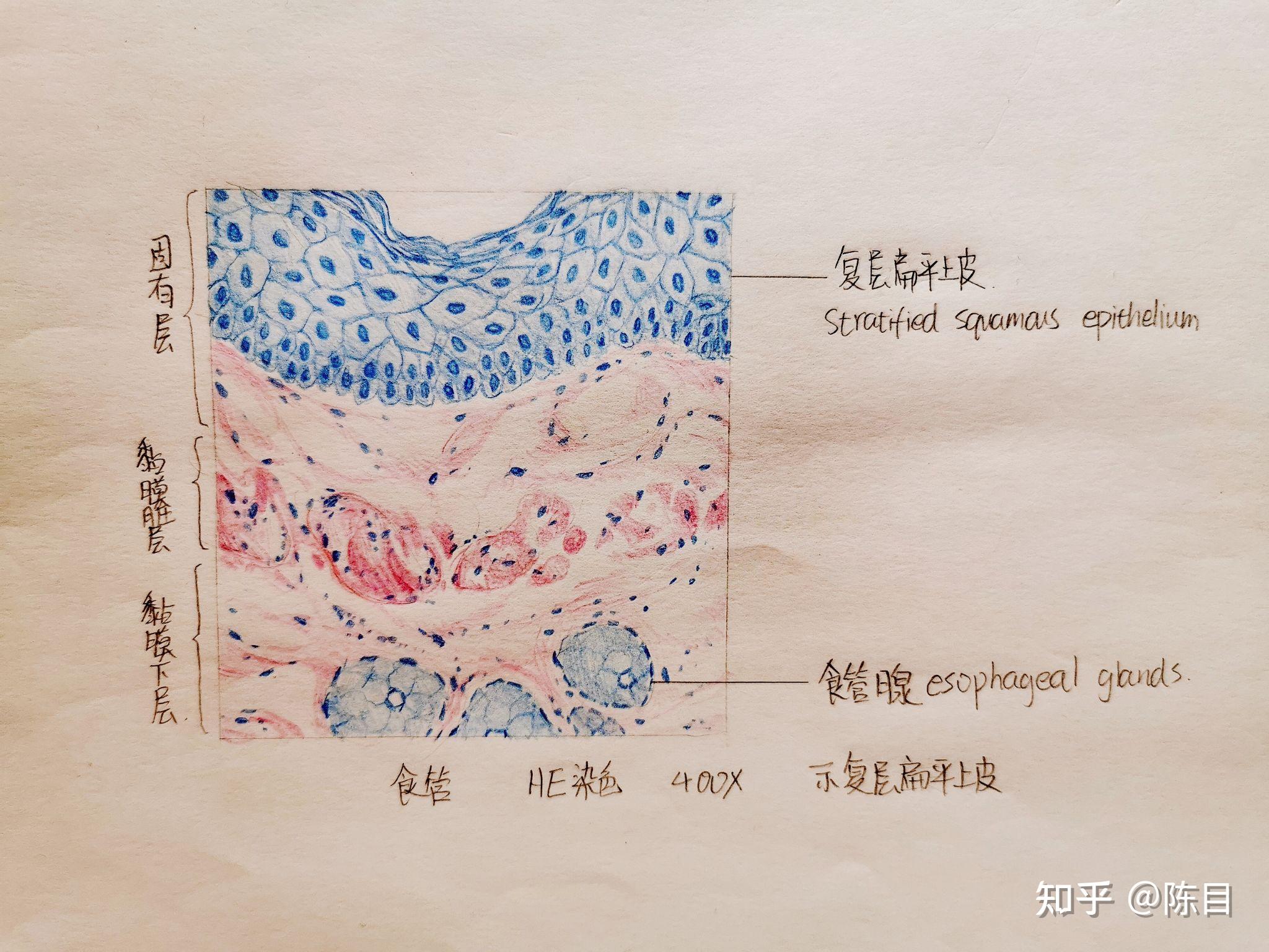 复层扁平上皮(食管)仅供参考,若有错误欢迎指出1.