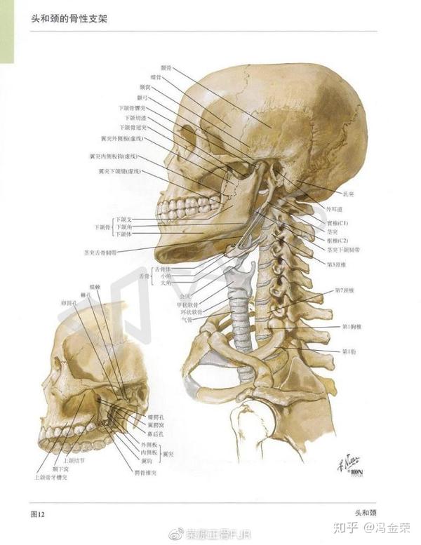 c1寰椎,c2枢椎,c7因其棘突长于其它颈椎椎体的棘突,称为隆椎