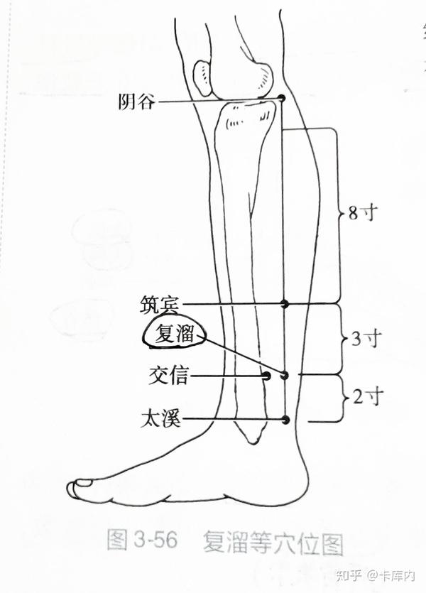 小腿部腧穴定位