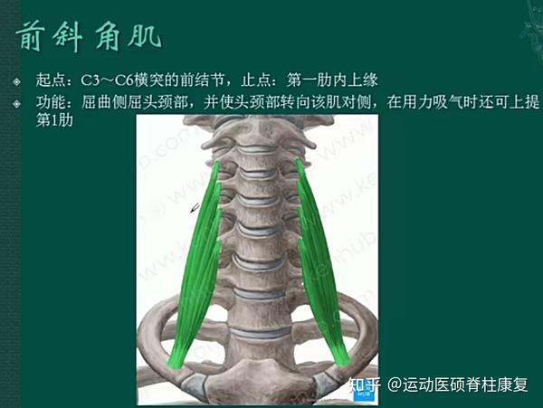 头前引肌肉力量失衡分析7