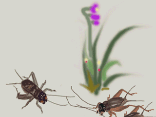 gif动态图3自然风景花解语动人梅兰竹菊牡丹桃花向日葵多图欣赏