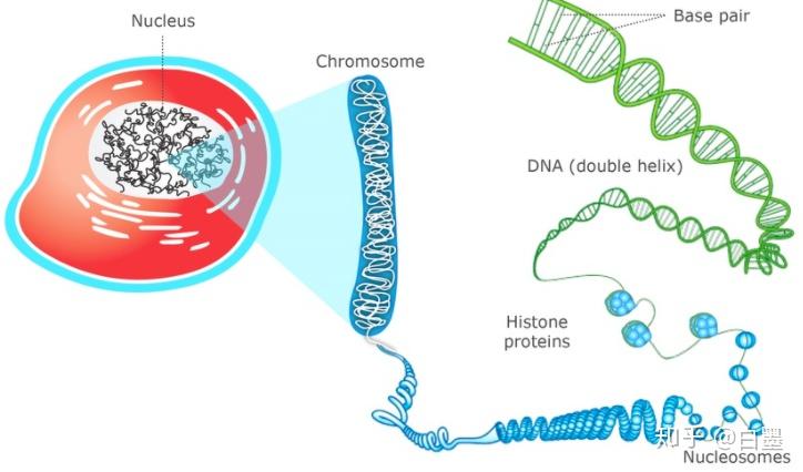 图解表观遗传学 组蛋白修饰 知乎
