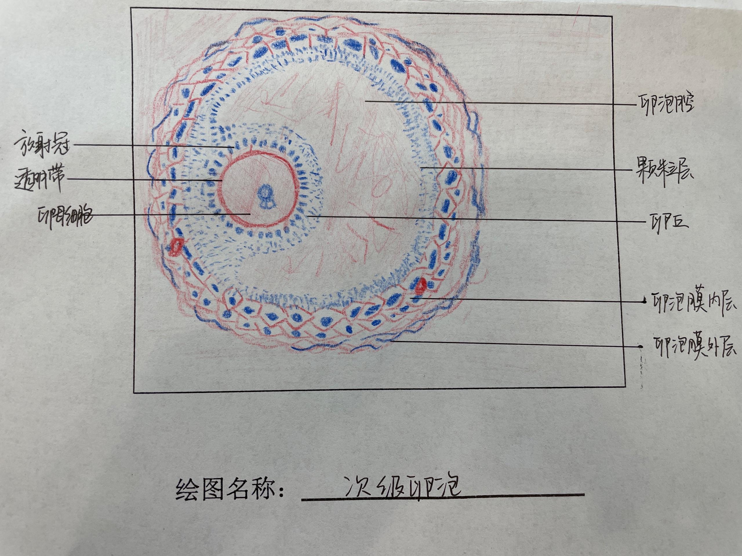 组织与胚胎学红蓝铅笔绘图