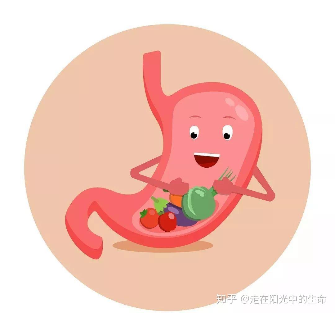 腹泻呕吐腹部胀满食欲不振那就好好养养脾胃吧