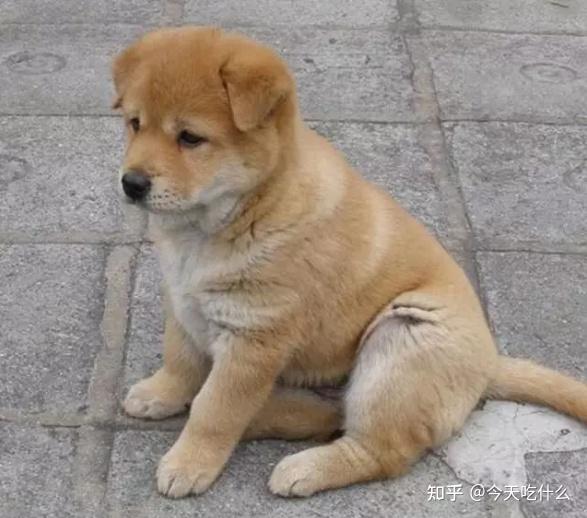 中国福犬