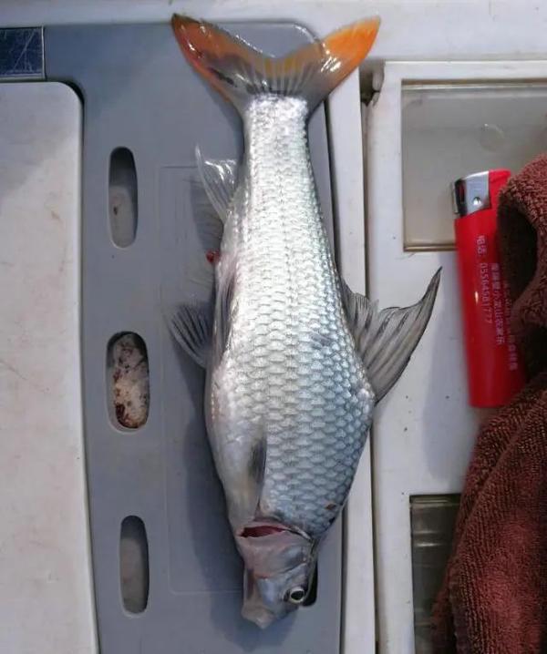 泰国鲫鱼入侵长江流域频繁被钓起有钓友担心会泛滥成灾