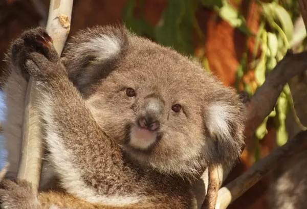 在布里斯班的龙柏考拉动物园(lone pine koala)和黄金海岸的可伦宾