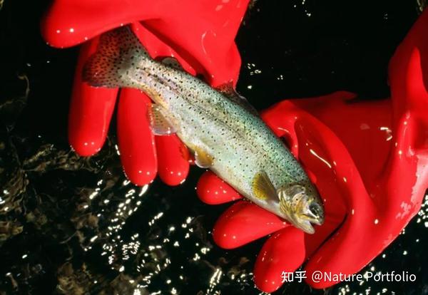 原产自美国亚利桑那州的亚利桑那大马哈鱼(oncorhynchus apache).