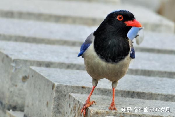 红嘴蓝鹊算大型鸟类移动较慢,第二次鸟叔可以听着它的叫声,跟随拍摄