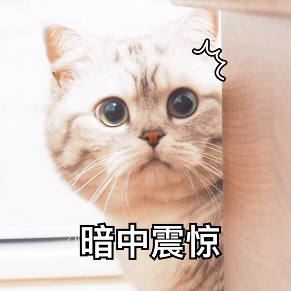 你家的猫做过哪些不可思议的事?