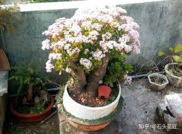 4种花很常见很多人没见过它开花看看这花漂亮吗