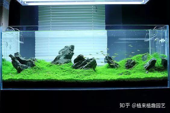 长沙植来植趣|ada风格草缸造景赏析