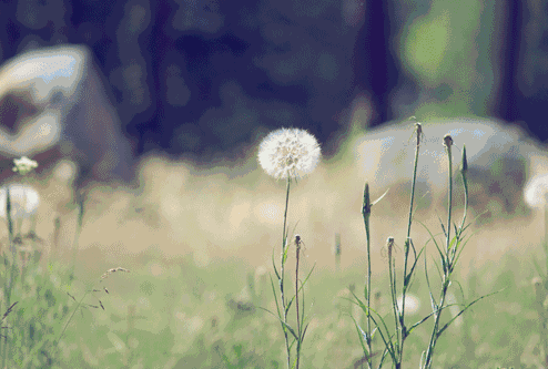 背景 壁纸 矢量 植物 种子 494_333 gif 动态图 动图