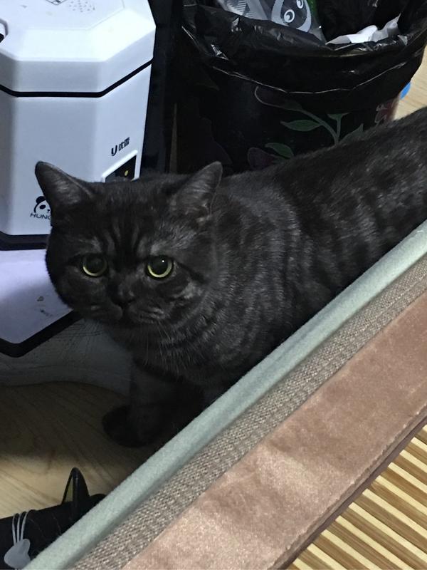 银渐层mm和英短蓝猫gg配的话,可行么?会出现什么可能花色的后代?