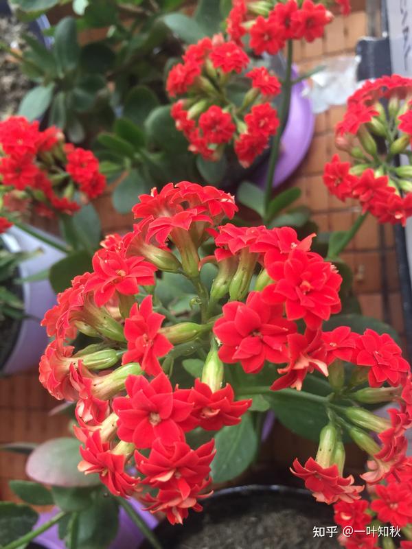 红色的长寿花,有深红,大红,玫红,花团锦簇,由几十朵小花组成.