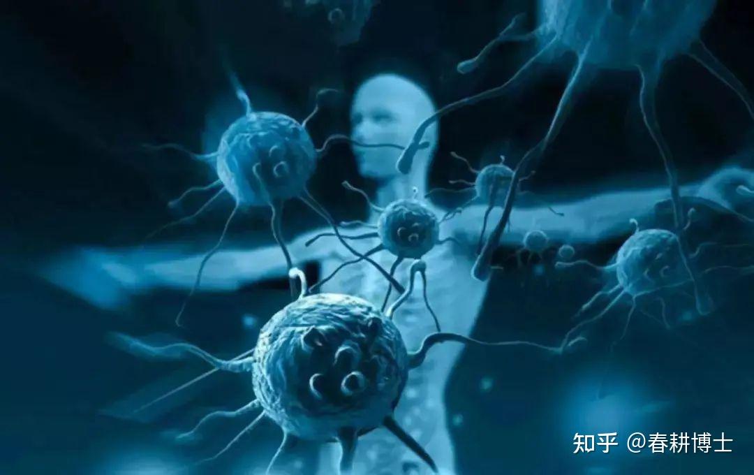 自身免疫:认为不孕妇女血清中存在透明带自身抗体,与透明带起反应后