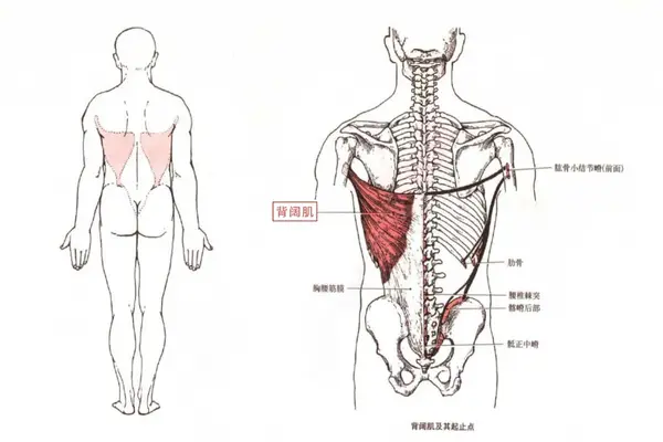 肌肉科普探讨身体肌肉背阔肌