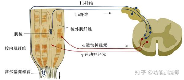 什么是本体感受