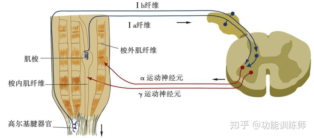 肌腹的肌梭,以及位于肌腱和关节周围结构的腱梭肌肉如何知道该怎么做?