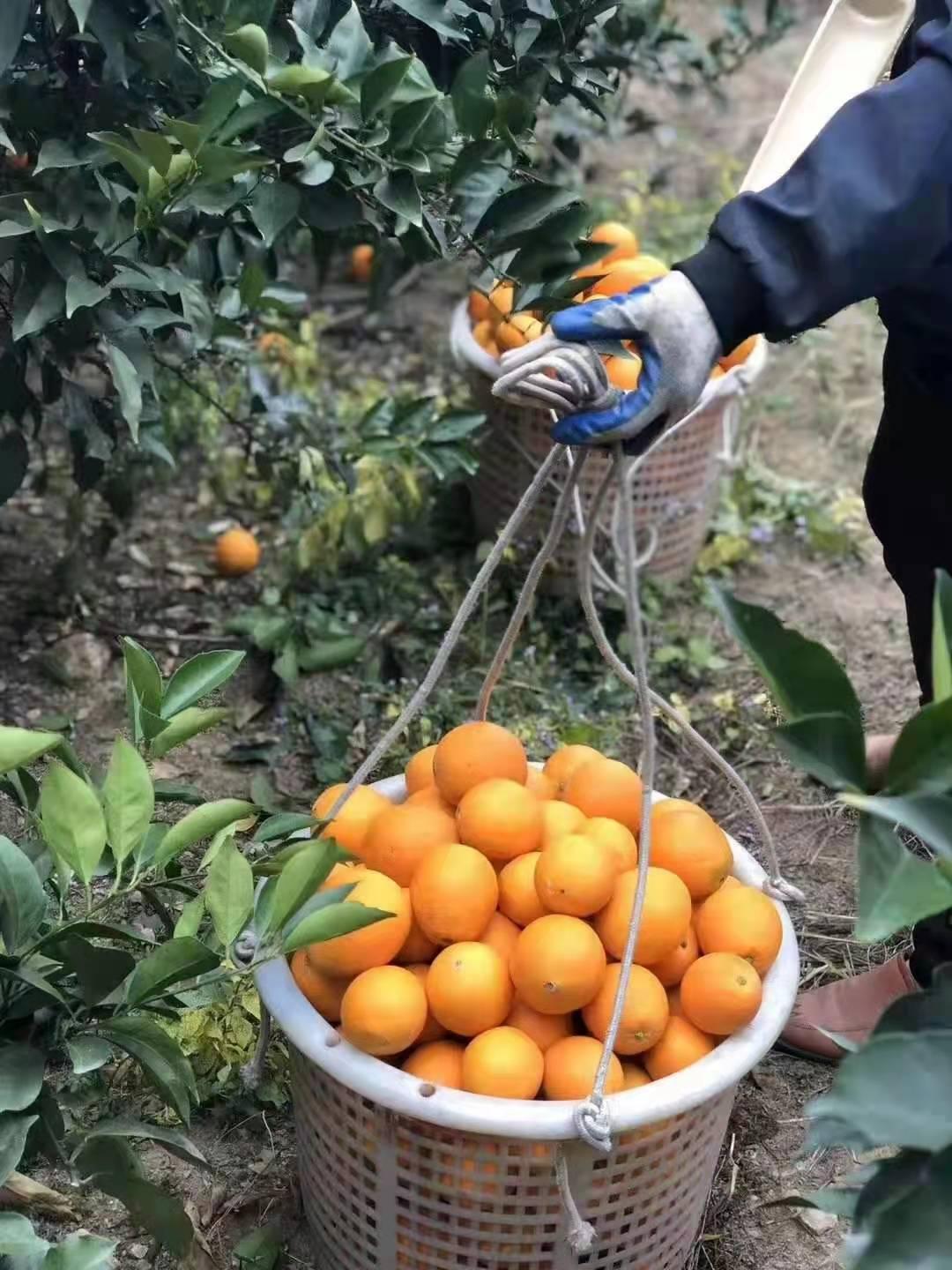 江西入冬迎来"最强美容水果"——赣南脐橙