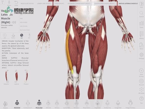 功能解剖|跖肌