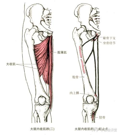 腘绳肌的解剖